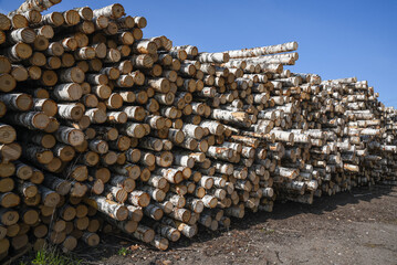 Sawn birch logs stacked in piles.