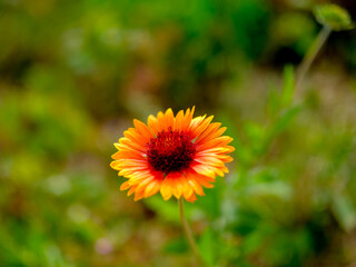Close-up of a flower in bloom in summer. Colourful, bright and bee-friendly in the gardens and fields of Bavaria.