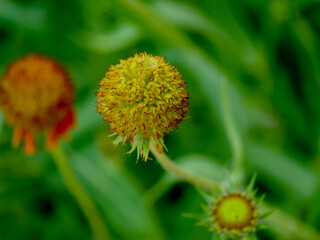 Close-up of a flower in bloom in summer. Colourful, bright and bee-friendly in the gardens and fields of Bavaria.