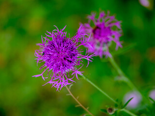 Close-up of a flower in bloom in summer. Colourful, bright and bee-friendly in the gardens and fields of Bavaria.