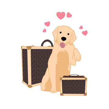 Pet Yellow Lab Packed And Ready For Adoption Or Fostering, Choosing A New Pet