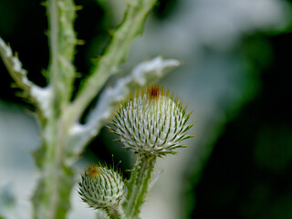Close-up of a flower in bloom in summer. Colourful, bright and bee-friendly in the gardens and fields of Bavaria.