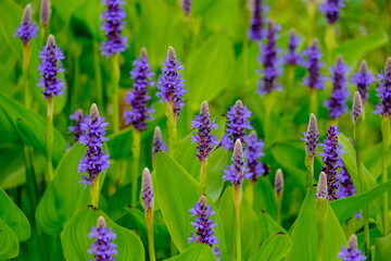 Close-up of a flower in bloom in summer. Colourful, bright and bee-friendly in the gardens and fields of Bavaria.
