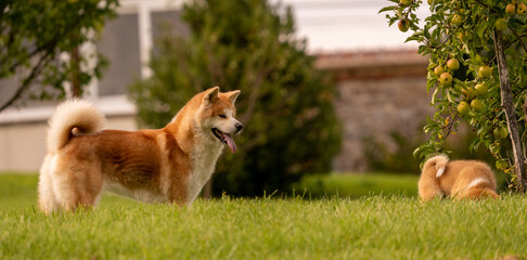 en extérieur, sous une lumière ensoleillée d'été, akita adulte regardant un chiot