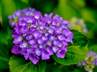 Close-up of a flower in bloom in summer. Colourful, bright and bee-friendly in the gardens and fields of Bavaria.