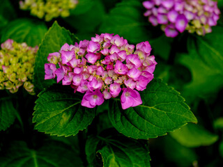 Close-up of a flower in bloom in summer. Colourful, bright and bee-friendly in the gardens and fields of Bavaria.