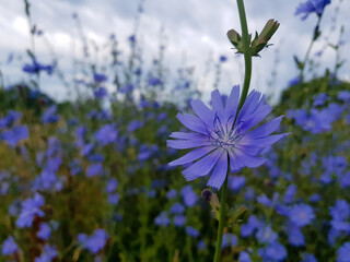 Close-up of a flower in bloom in summer. Colourful, bright and bee-friendly in the gardens and fields of Bavaria.