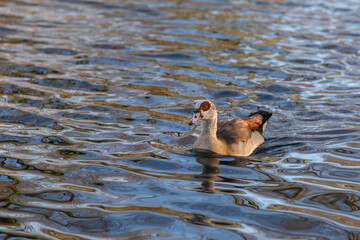 An adult male Nile goose (Alopochen aegyptiaca) swims to the shore