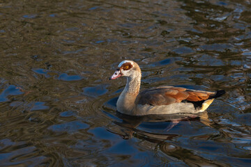 An adult male Nile goose (Alopochen aegyptiaca)  floats on the water.