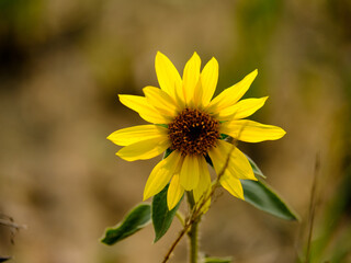 Close-up of a flower in bloom in summer. Colourful, bright and bee-friendly in the gardens and fields of Bavaria.