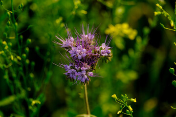 Close-up of a flower in bloom in summer. Colourful, bright and bee-friendly in the gardens and fields of Bavaria.