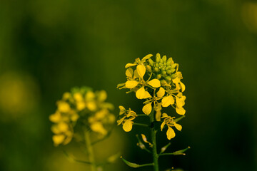 Close-up of a flower in bloom in summer. Colourful, bright and bee-friendly in the gardens and fields of Bavaria.
