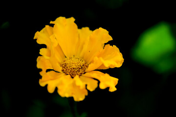 Close-up of a flower in bloom in summer. Colourful, bright and bee-friendly in the gardens and fields of Bavaria.
