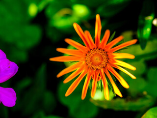 Close-up of a flower in bloom in summer. Colourful, bright and bee-friendly in the gardens and fields of Bavaria.