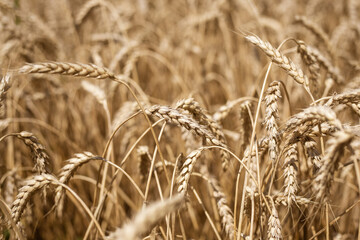 Fototapeta premium ripe ears with grains of wheat on an agricultural field, selective focus. Rich harvest of wheat