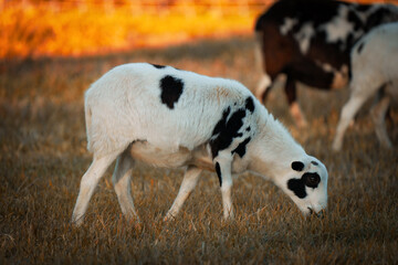 baby white and black spotted sheep in pasture at sunset on farm