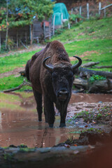 Portrait of a bison in a body of water 