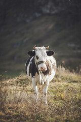 Domesticated cow look to camera on grassy field near rough mountain ridge against in autumn day. Rural scene domestic cow. Autumnal landscape with caw on pasture. Domestic Animal in the countryside.