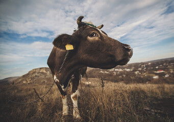 Wide angle view of a funny cow. Cute nose. Close-up portrait of curious cow. Domesticated cow on...