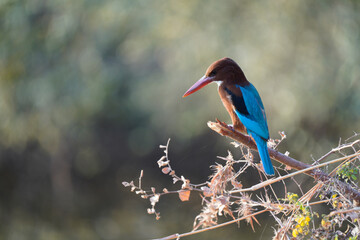 White-throated Kingfisher hunting