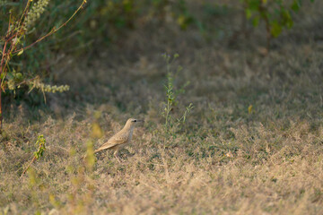 Long-billed pipit foraging