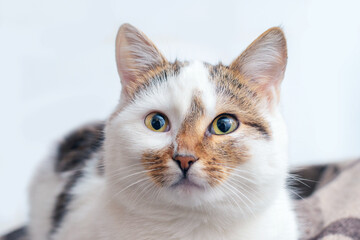 A white spotted cat with an attentive look lies in the room on a plaid