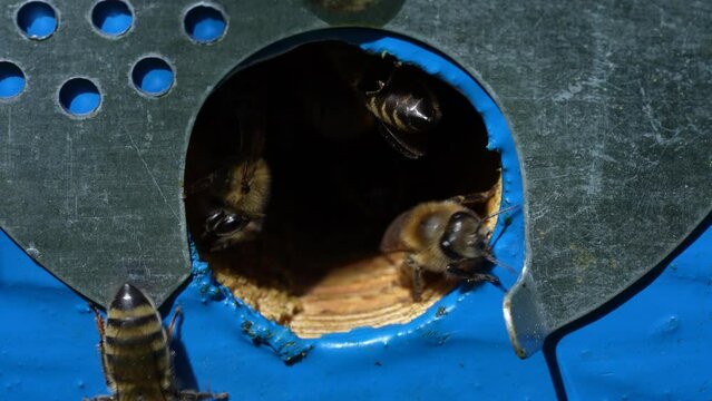 Honey bees fly next to the bee hive in the apiary to collect honey, close up. Beekeeping in countryside. Colony bees in apiary, macro. Detailed landing holes in the hive and fly bees
