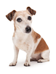 Dog full length sitting on white background looking at camera. Adorable senior elderly 12 years old Jack Russell terrier. Smart eyes pet