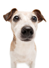Dog face with big nose on white background looking at camera. Amazing cute pet portrait. Senior Jack Russell terrier with gray haired face  best friend ever
