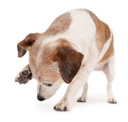 Small dog Jack Russell terrier looking down bending over scratching his face with his paw. White...