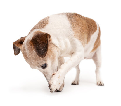 Cute dog Jack Russell terrier looking down bending over scratching his face with his paw. White background