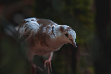 Wild pigeon in natural background