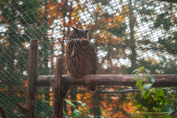 eagle owl on a branch