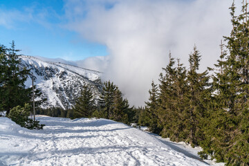 Mountain landscape. Snowy trees along the trail to Sniezhka Peak. Sunny day. Krkonose (Krkonosze), Poland