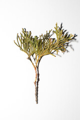 View of a thuja branch