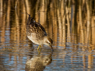 Sharp-tailed Sandpiper in Queensland Australia