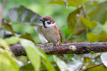 Obraz premium Japanese tree sparrow
