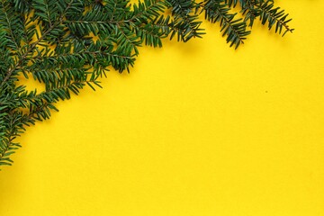 Green spruce branch on yellow background with copy space. Christmas tree decoration. New year, winter holiday card. Fir, pine twig. Nature minimal concept