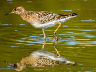 Sharp-tailed Sandpiper in Queensland Australia