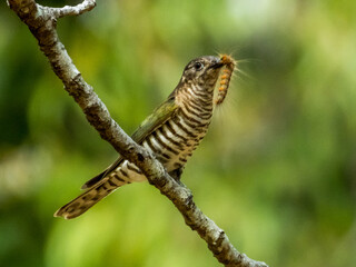 Shining Bronze Cuckoo in Queensland Australia
