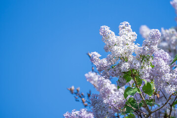 A beautiful summer view of the branches of pink lilac blooming in spring.