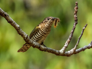 Shining Bronze Cuckoo in Queensland Australia