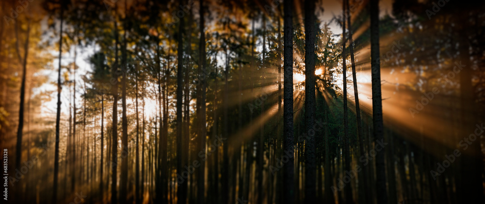 Wall mural sun beams in an autumn morning wood