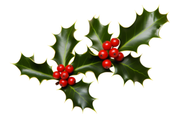 A sprig, three leaves, of green holly and red berries for Christmas decoration isolated against a transparent background.