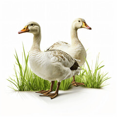 Obraz premium Feathered Geese in Lush Greenery, White Background