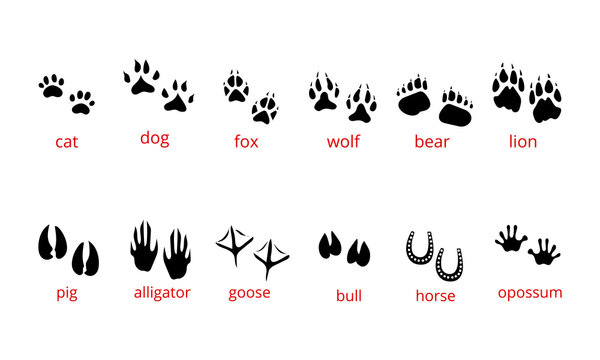 traces, paws and legs of an animal. paws of animals containing traces of fox, bear, grizzly, chicken, horse, cat, dog, tiger, cow, pig and rabbit depicted on white background eps10