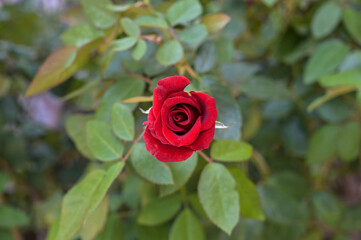 Close up red rose in garden