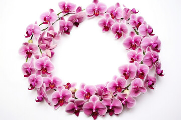 Blooming orchid beauty nature decorative purple petal pink background botany floral blossom flower