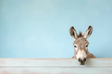Foto op Plexiglas Happy donkey posing in stylish studio fashion shot with copy space on pastel background © Ilja