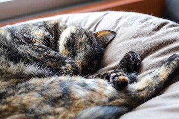 クッションで寝ているサビ猫